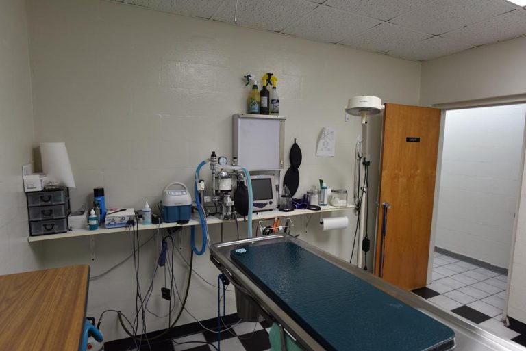 Veterinary Services in Merritt Island, FL Collins Animal Hospital